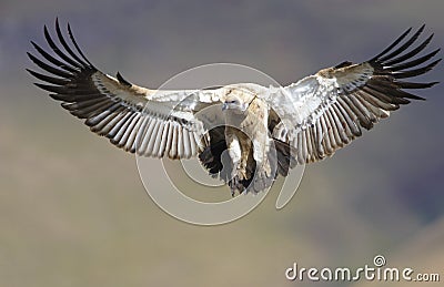 The Cape Griffon or Cape Vulture Stock Photo