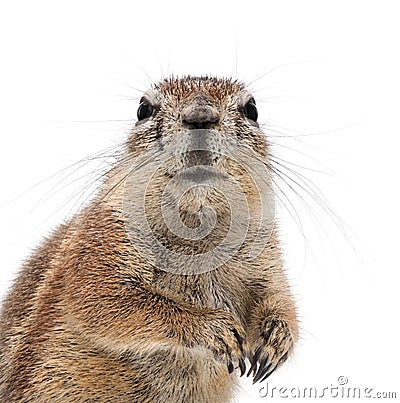 Cape Ground Squirrel, Xerus inauris Stock Photo