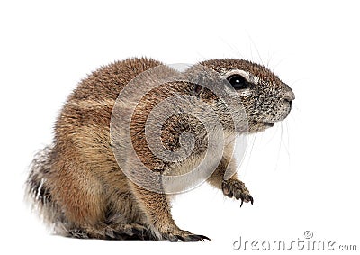 Cape Ground Squirrel, Xerus inauris, sitting Stock Photo