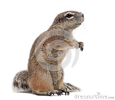 Cape Ground Squirrel, Xerus inauris, standing Stock Photo