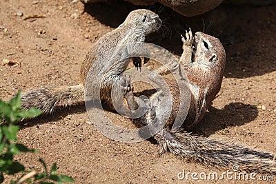 Cape ground squirrel (Xerus inauris). Stock Photo