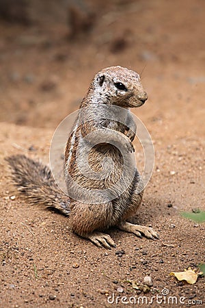 Cape ground squirrel (Xerus inauris). Stock Photo