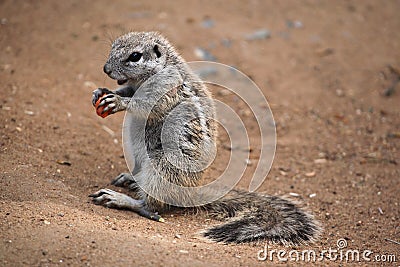 Cape ground squirrel (Xerus inauris). Stock Photo