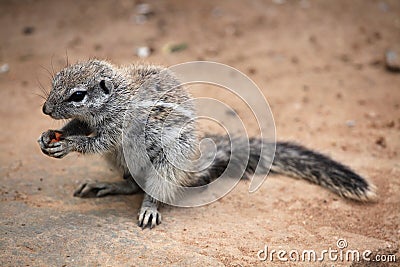 Cape ground squirrel (Xerus inauris) Stock Photo