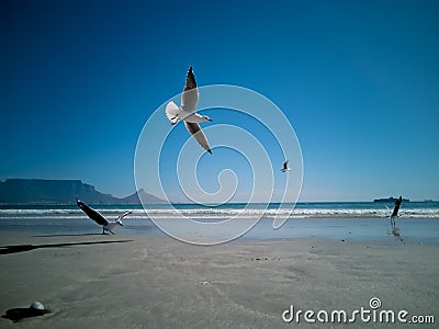 Cape Gulls seagull Flying over sea Stock Photo