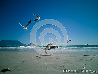 Cape Gulls seagull Flying over sea Stock Photo