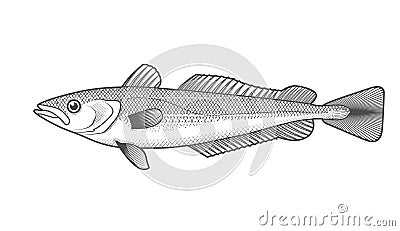 Cape hake sketch, hand drawn fish, hake seafood menu, fish in engraved style Vector Illustration