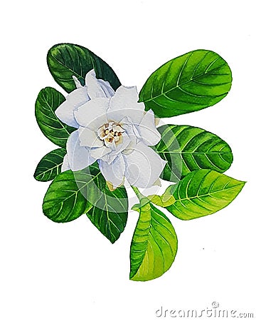 Cape jasmine flower and green leaves watercolor painting Stock Photo