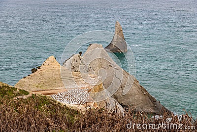 Cape Kidnappers Gannet Plateau Stock Photo