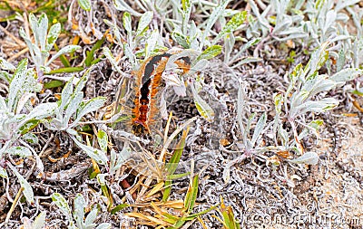 Cape Lappet Moth caterpillar on coastal flora Stock Photo