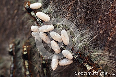Cape Lappet Moth caterpillar parasited by braconid wasps 5391 Stock Photo
