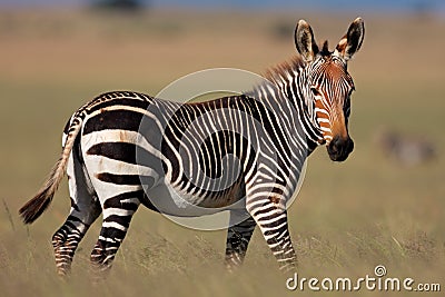 Cape Mountain Zebra, South Africa Stock Photo