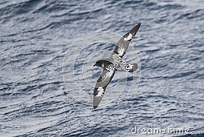 Cape Petrel, Antartic bird, AntÃ¡rtica Stock Photo