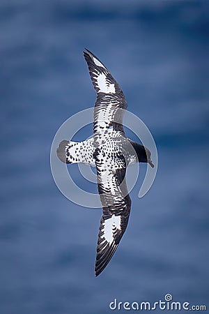 Cape petrel banks with wings held vertically Stock Photo