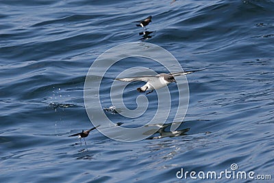 Cape petrel flying over the ocean Stock Photo