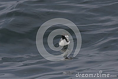 Cape petrel sitting on the ocean Stock Photo