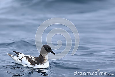 Cape Petrel, Daption capense, on sea Stock Photo