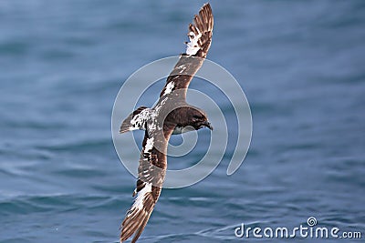 Cape petrel in flight, marine bird of New Zealand Stock Photo