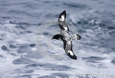 Cape Petrel, Kaapse Stormvogel, Daption capense Stock Photo