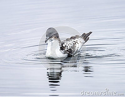 Cape Petrel Pintado Paradise Bay Skintorp Cove Antarctica Stock Photo