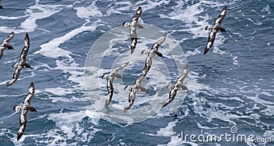 Cape petrels ` Daption capense ` flying in the antarctic Stock Photo