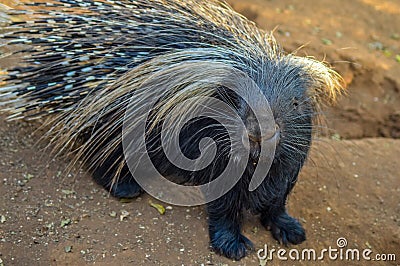 Cape porcupine or South African porcupine Hystrix africaeaustralis in a zoo with white sharp spines and inconspicuous tail Stock Photo