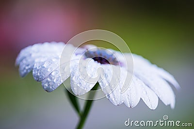 Cape rain daisy flower with water drops Stock Photo