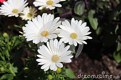 Cape rain daisy in the garden Stock Photo