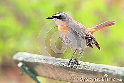 Cape Robin on a bench in South Africa Stock Photo