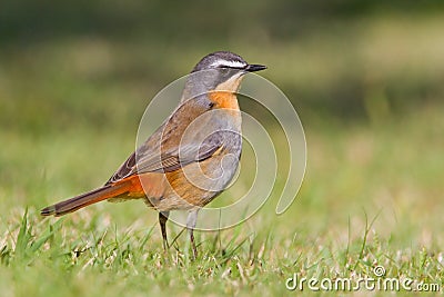 Cape robin chat Stock Photo