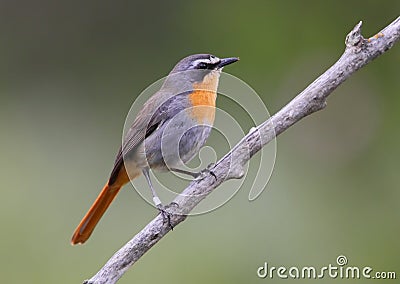 Cape robin chat Stock Photo