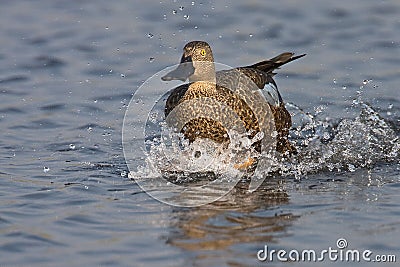 Cape Shoveler Male Stock Photo