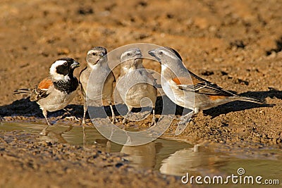 Cape sparrows Stock Photo