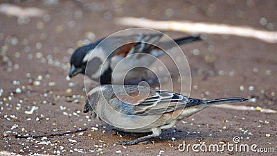 Cape sparrows on the ground Stock Photo