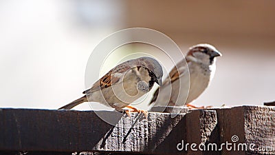 Cape sparrows perched on a fence Stock Photo
