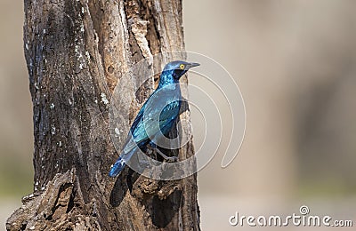 The Cape starling Stock Photo