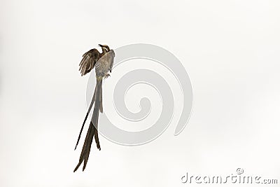 Male Cape sugarbird in flight. Stock Photo