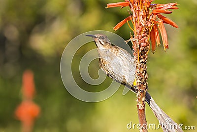 Cape Sugarbird Stock Photo