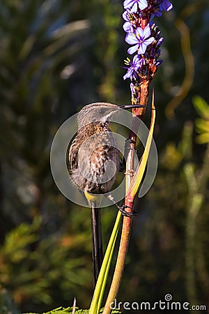 Cape Sugarbird sitting on a plant Stock Photo