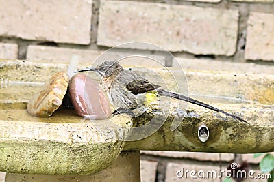 Cape Sugarbird in its native South Africa Stock Photo