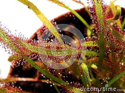 Cape sundew - Drosera capensis Stock Photo