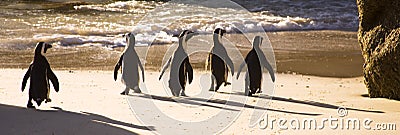 Cape Town - African Penguins Stock Photo