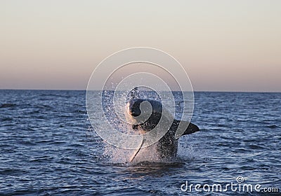 Cape Town great white shark, how nice it looks Stock Photo