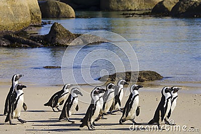 Cape Town Penguin Island in South Africa Stock Photo