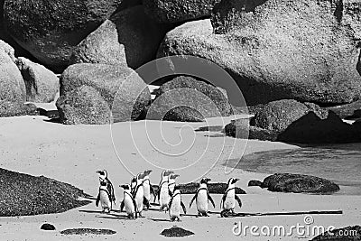 Cape Town Penguin Island in South Africa Stock Photo