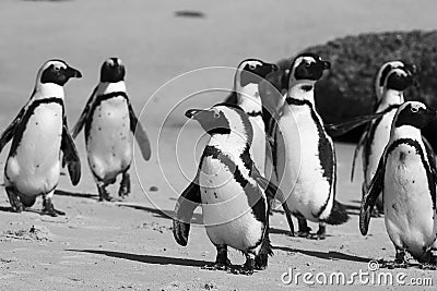 Cape Town Penguin Island in South Africa Stock Photo