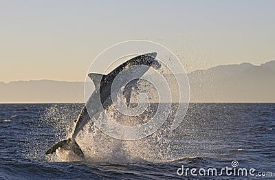 Cape Town, sharks, exhilarating jumping out of water, looks great, everyone has to see this scene once in your life Stock Photo