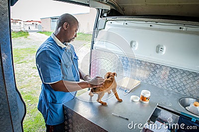 Animal welfare activity in Cape Town South Africa Editorial Stock Photo