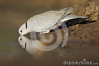 Cape Turtle Dove (Streptopelia capicola), Botswana Stock Photo