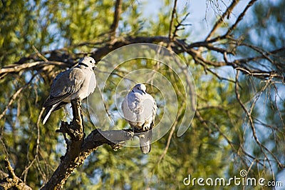 Cape Turtle Doves Stock Photo